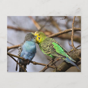 Blauwe en Groene Budgie Vogels op een Boomtak Briefkaart