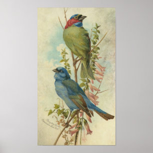  blauwe en groene vogels poster