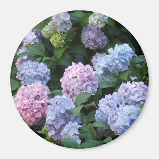 Blauwe en Paarse hydrangea Magneet (Voorkant)