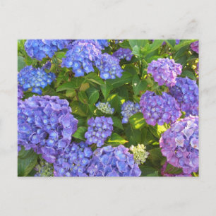 Blauwe en Paarse hydrangeas Briefkaart