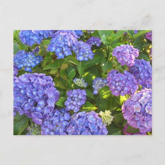 Blauwe en Paarse hydrangeas Briefkaart (Voorkant)