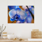 Blauwe en witte orchidee poster (Keuken)