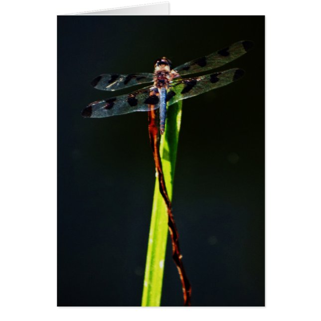 Blauwe en zwarte Dragonfly op groen en rood gras (Voorkant)