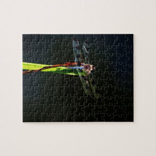 Blauwe en zwarte Dragonfly op groen en rood gras Legpuzzel (Horizontaal)