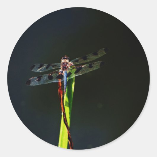 Blauwe en zwarte Dragonfly op groen en rood gras Ronde Sticker (Voorkant)