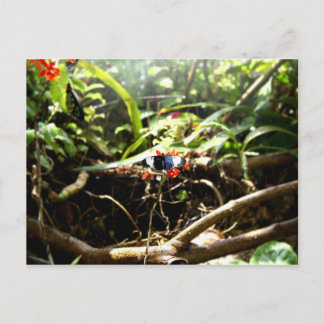 Blauwe en zwarte vlinder briefkaart