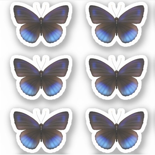 Blauwe en Zwarte Vlinder Sticker pack Bruiloft (Voorkant)