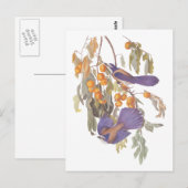 Blauwe Floridagaai Audubon Vogels met Sinaasappels Briefkaart (Voorkant / Achterkant)