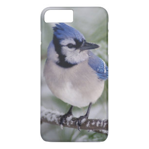 Blauwe Gaai, Cyanocitta cristata iPhone 8 Plus / 7 Plus Hoesje