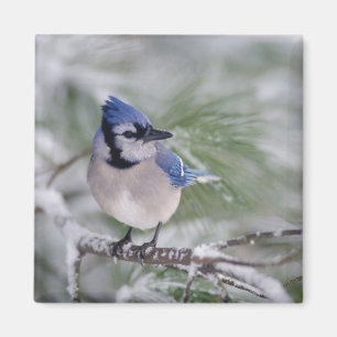 Blauwe Gaai, Cyanocitta cristata Magneet