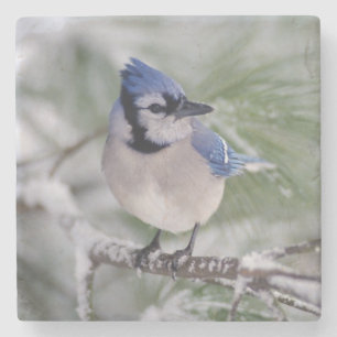 Blauwe gaai, Cyanocitta cristata Stenen Onderzetter