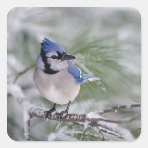 Blauwe gaai, Cyanocitta cristata Vierkante Sticker
