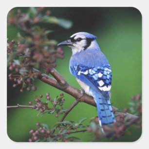 Blauwe Gaai, Cyaoncitta cristata Vierkante Sticker