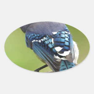 Blauwe Gaai die aan je denkt vriend familie moeder Ovale Sticker