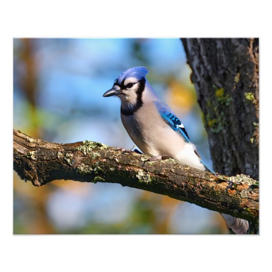 Blauwe gaai foto afdruk (Voorkant)