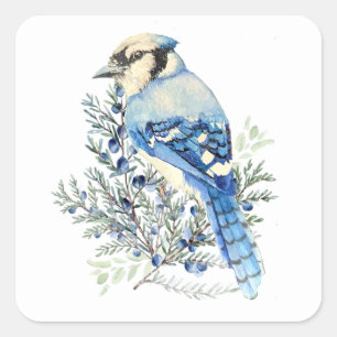 Blauwe Gaai in de Blauwebesstruik Wilde Dieren Vog Vierkante Sticker