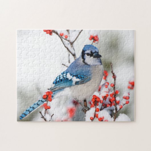 Blauwe Gaai in Gewone Winterbes Legpuzzel (Horizontaal)