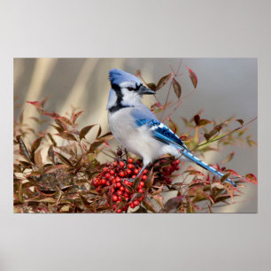 Blauwe Gaai in Nandina Hemelse Bamboe Poster