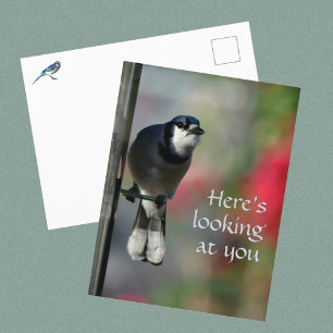 Blauwe Gaai Nieuwsgierige Blik Fotografisch Briefkaart