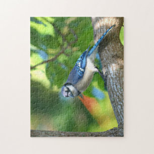 Blauwe Gaai Zit in Boom Fotografische Natuur Legpuzzel