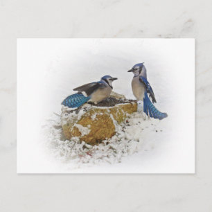 Blauwe Gaaien in de Winter Briefkaart