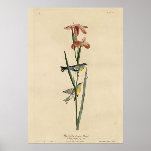 Blauwe gele kauwgaas poster (Voorkant)