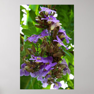 Blauwe gember poster
