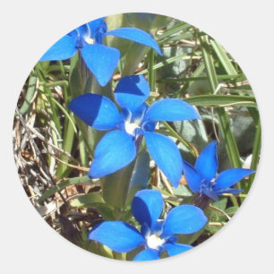 Blauwe gentiaanbloemen sticker