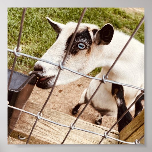 blauwe geoogte poster (Voorkant)