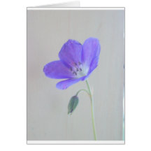 Blauwe Geranium