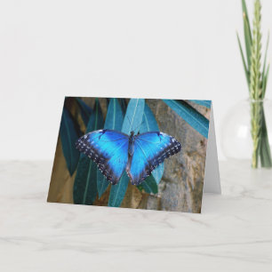 Blauwe gewone Morpho vlinder Kaart