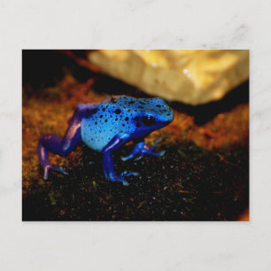 Blauwe gifkikker briefkaart