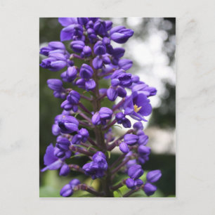 blauwe ginger briefkaart