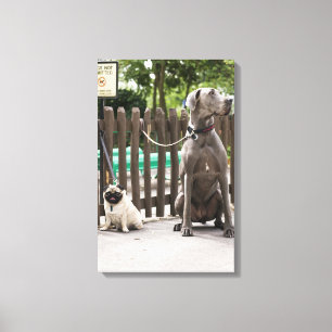 Blauwe Grote Deen en pug-honden op as Canvas Afdruk