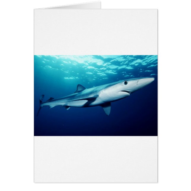 Blauwe Haai (Voorkant)