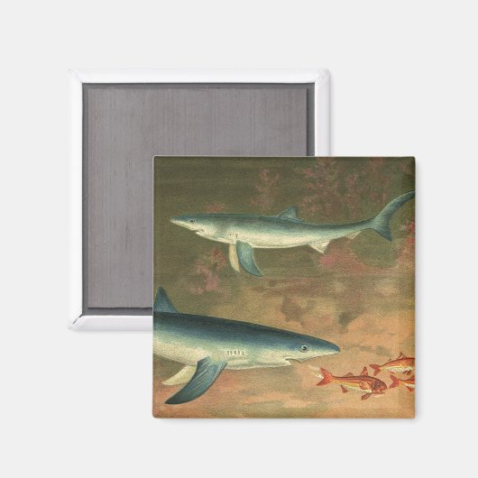  blauwe haai Eating Fish, Marine Life Magneet (Voorkant / Achterkant)