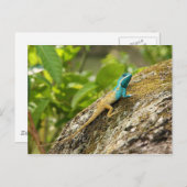 Blauwe hagedikalotes Mystaceus Briefkaart (Voorkant / Achterkant)