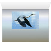 Blauwe haron in vlucht boven water (Binenzijde Horizontaal (Onderkant))