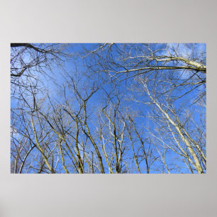 Blauwe hemel, bomen in de winter poster