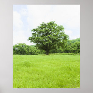 Blauwe hemel en grasveld poster