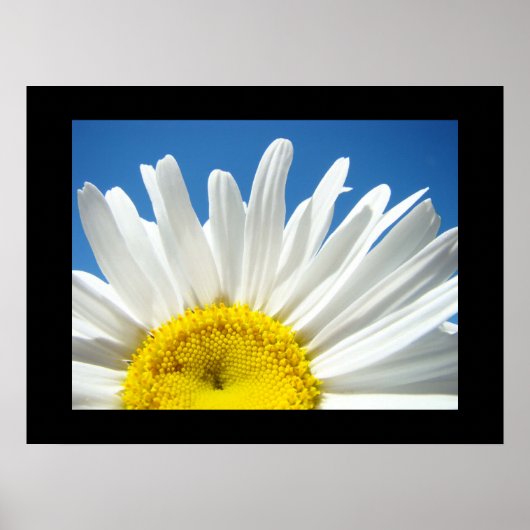Blauwe hemel prints Witte Daisy Flower (Voorkant)