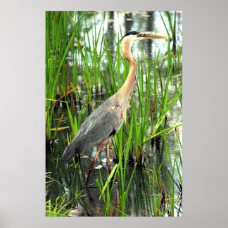 Blauwe Heron in de krant Reeds Poster