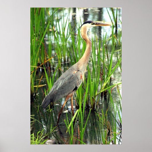 Blauwe Heron in de krant Reeds Poster (Voorkant)