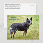 blauwe hondshond briefkaart (Voorkant / Achterkant)