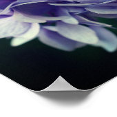 Blauwe hortensia bloemblaadjes close-up poster (Hoek)