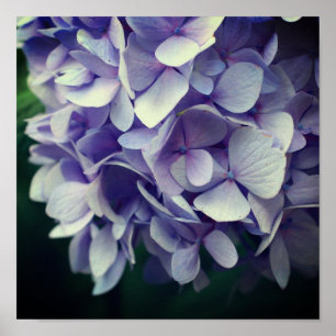 Blauwe hortensia bloemblaadjes close-up poster