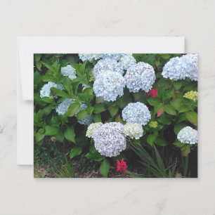 Blauwe Hortensia Bloemen in Zomer Tuin Briefkaart