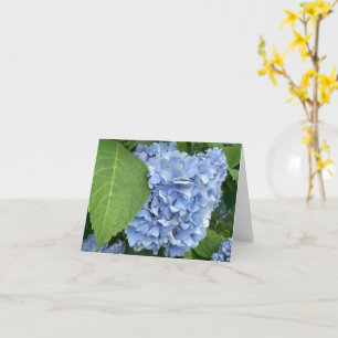 Blauwe hortensia (hortensia macrophylla) kaart