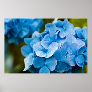 Blauwe Hortensia Poster