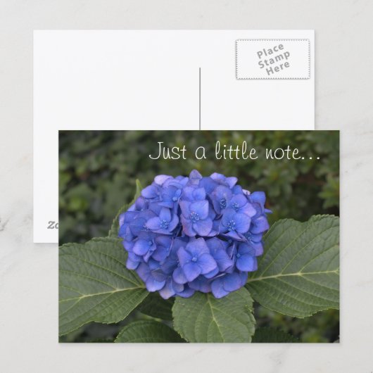 blauwe hortensia slechts een klein briefje briefkaart (Voorkant / Achterkant)